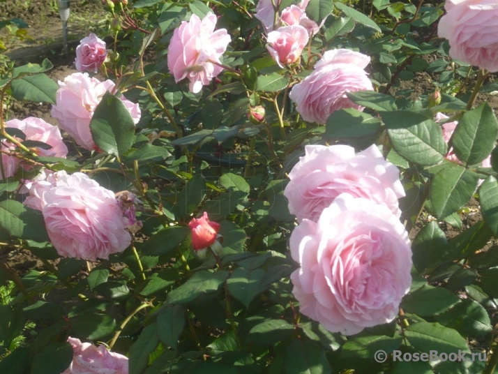 A Shropshire Lad