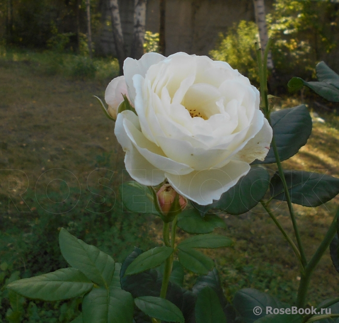 Uetersener Klosterrose