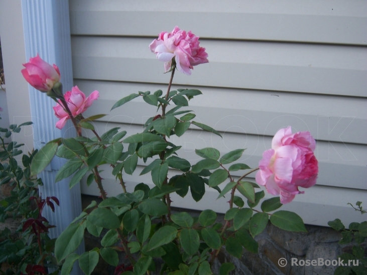 Comtesse de Provence®