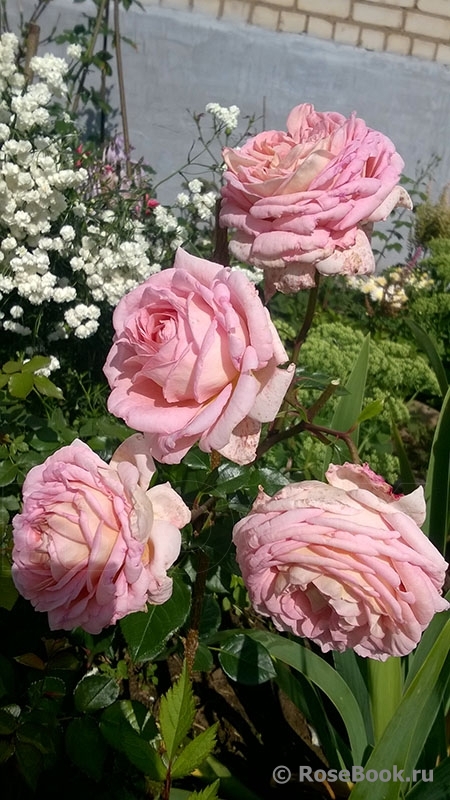 Abraham Darby