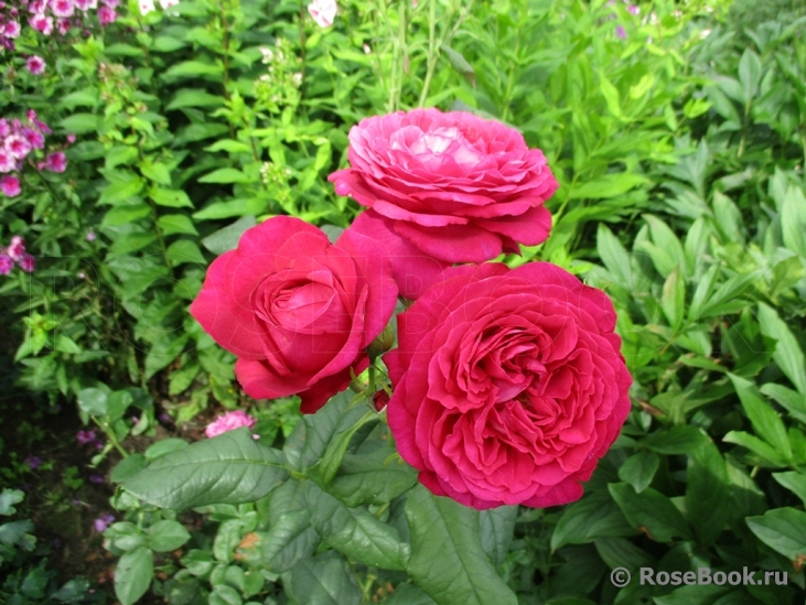 Johann Wolfgang von Goethe Rose®