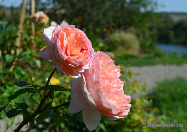 Abraham Darby