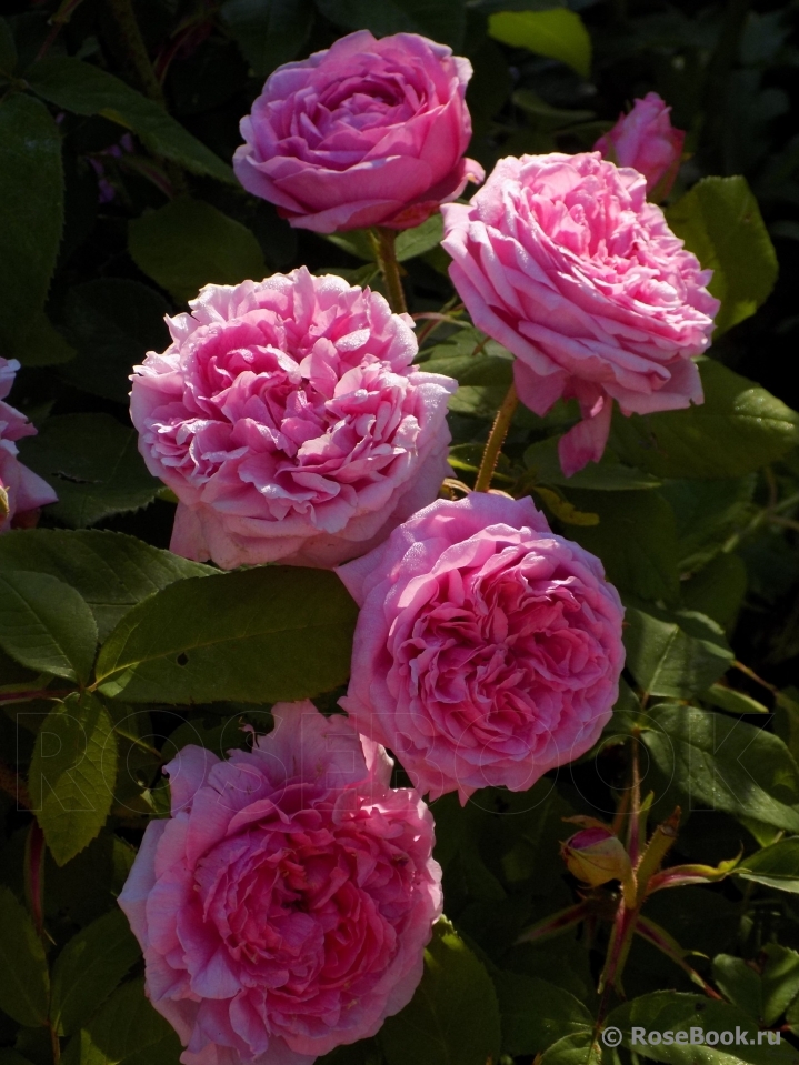 Comte de Chambord