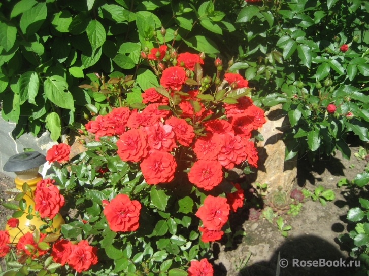 Orange Babyflor 