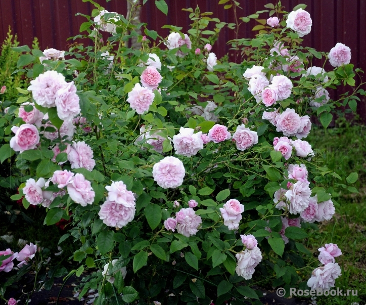 Cottage Rose 