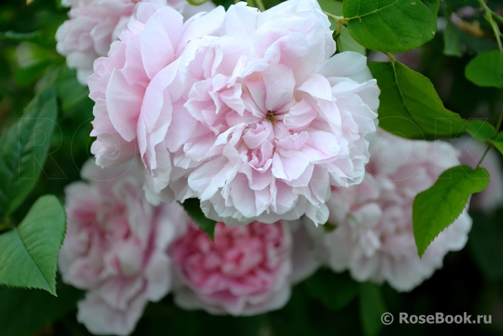 Cottage Rose 