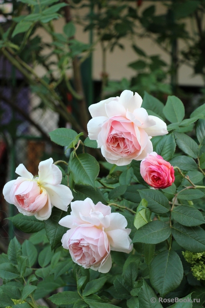 A Shropshire Lad