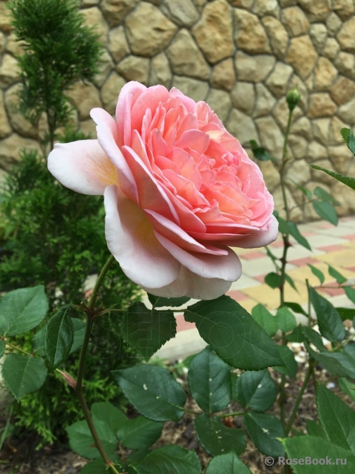 Abraham Darby