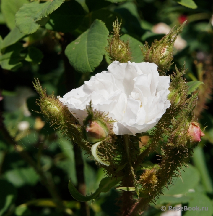 Perpetual White Moss