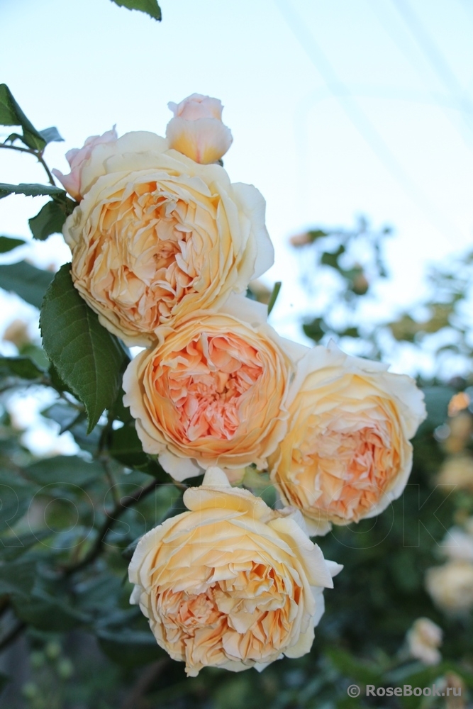 Crown Princess Margareta®