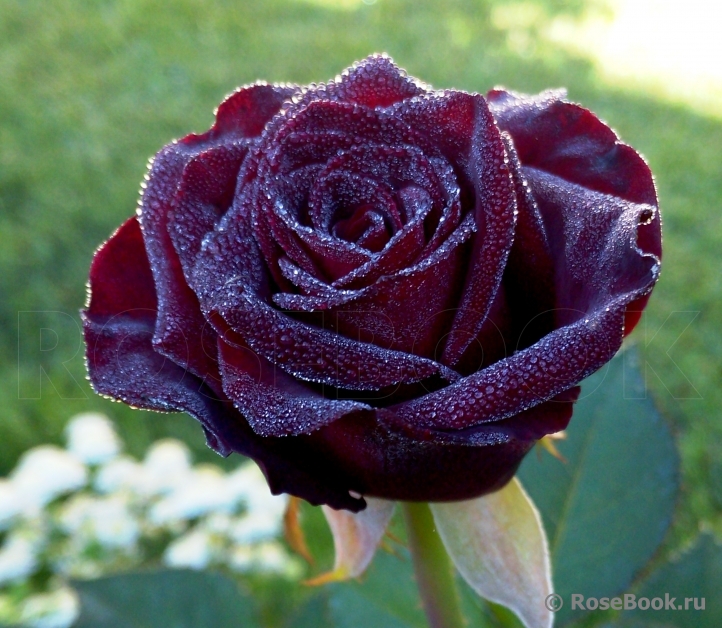 Black Baccara