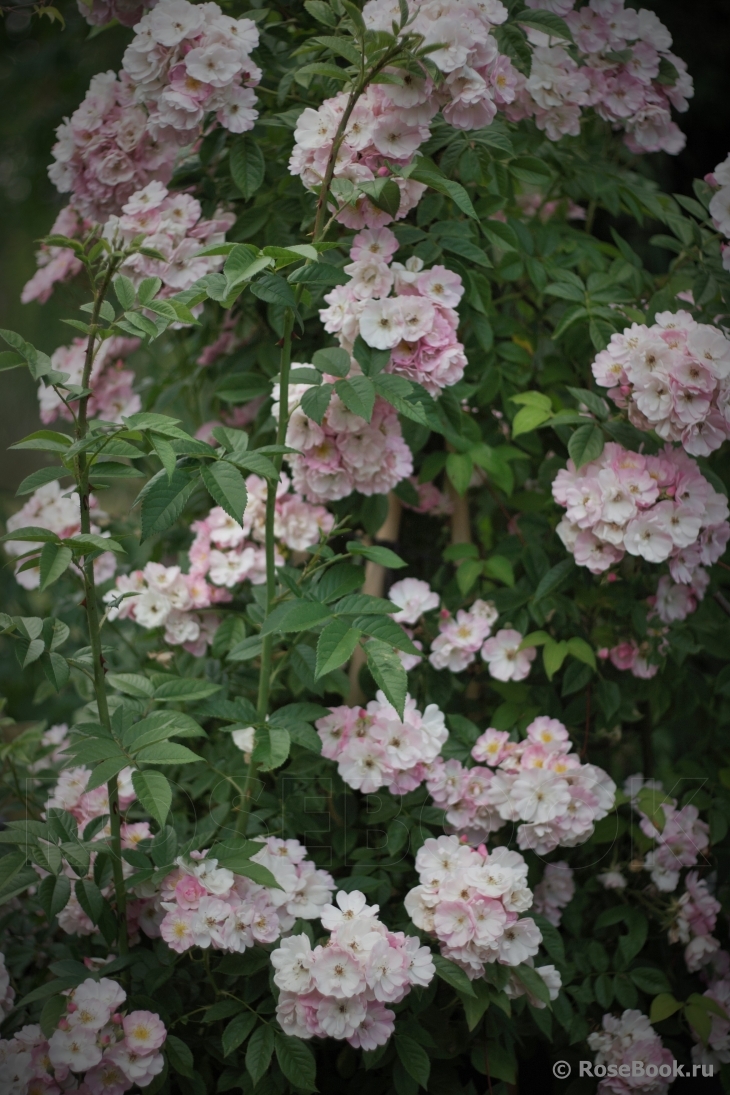 Apple Blossom 