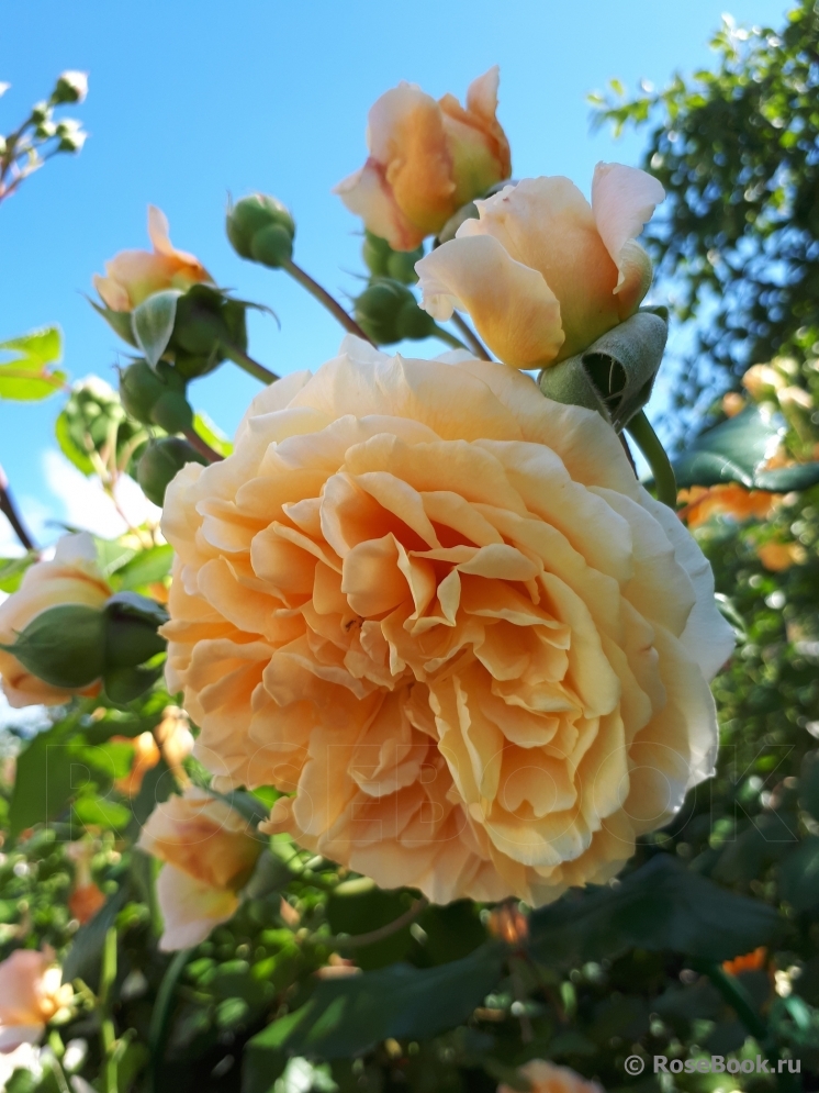 Crown Princess Margareta®