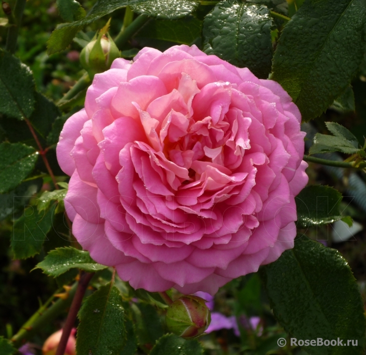 Princess Alexandra of Kent 