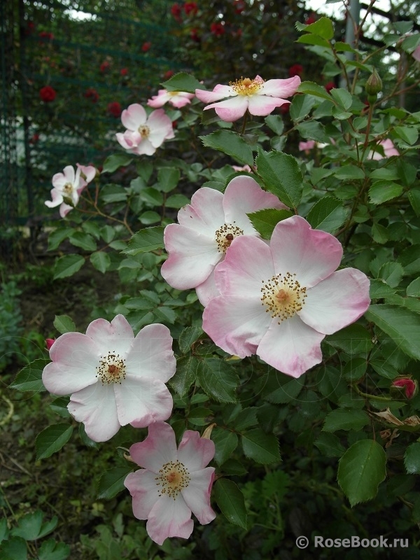 Rosy Cushion 