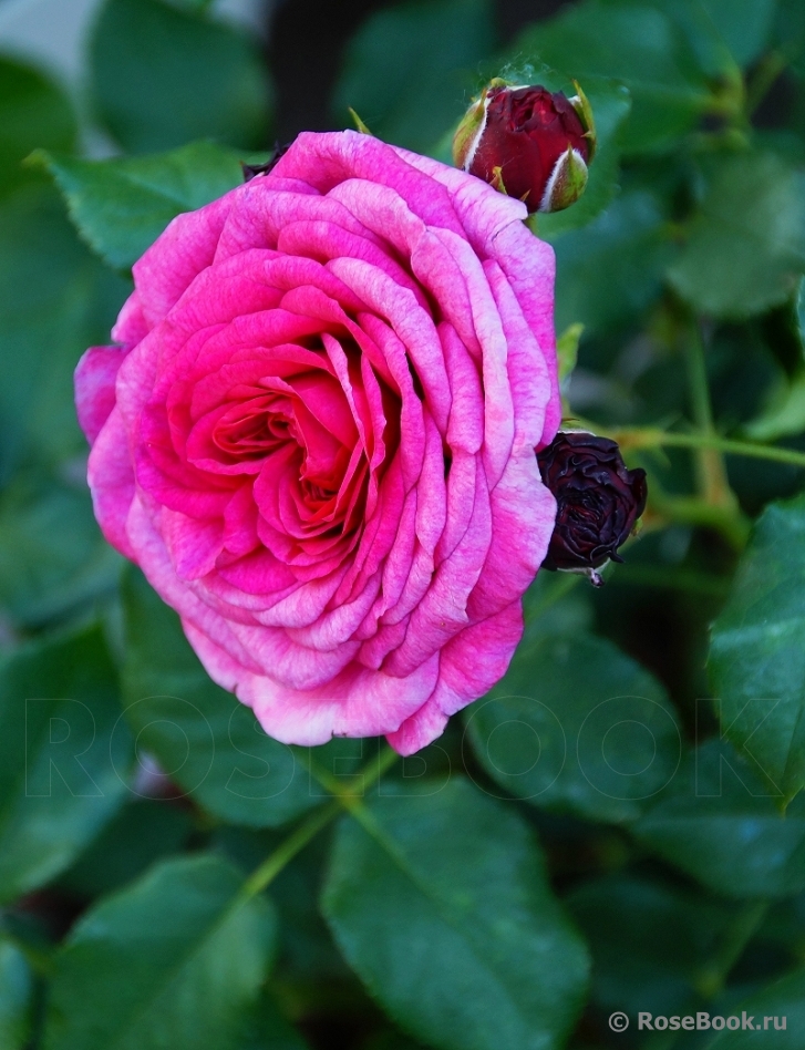 Kaffe Fassett Rose