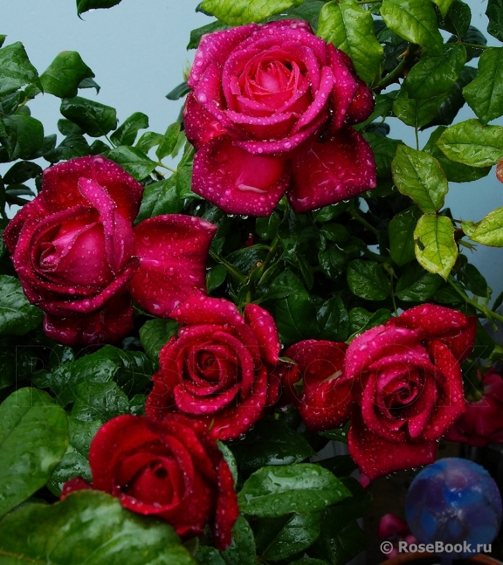 Johann Wolfgang von Goethe Rose®