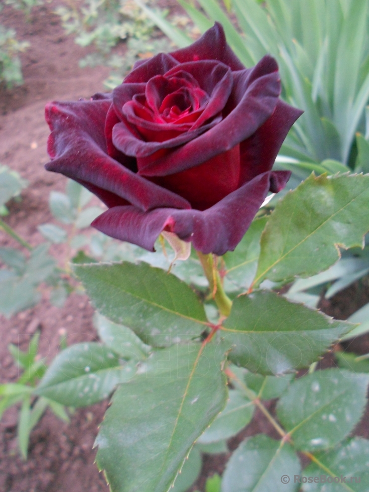 Black Baccara