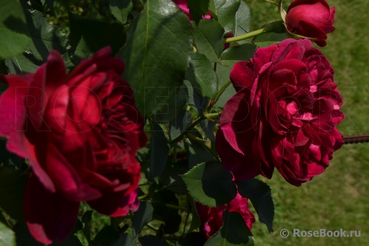 Darcey Bussell 