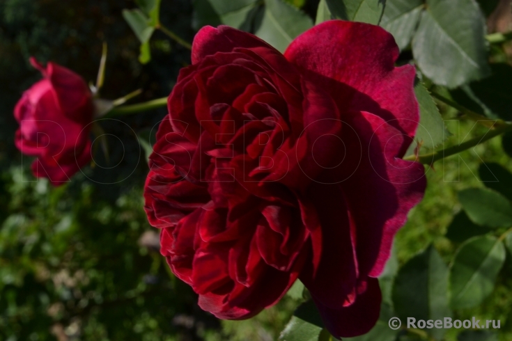 Darcey Bussell 