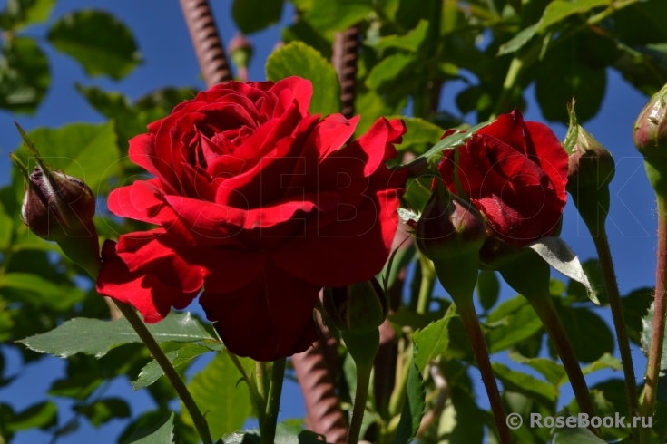 Paul's Scarlet Climber 