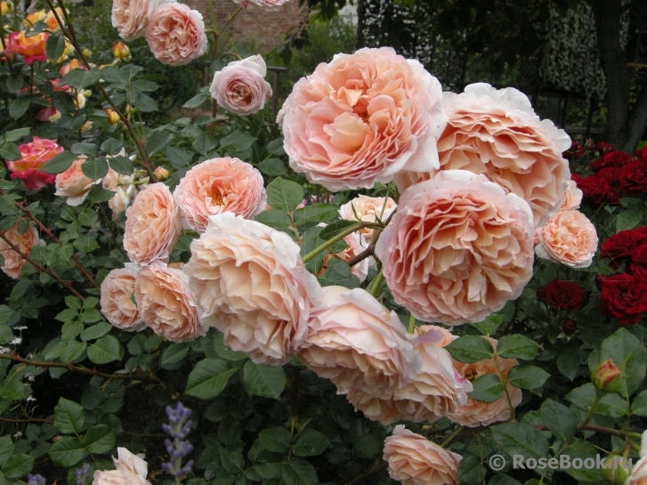 Abraham Darby