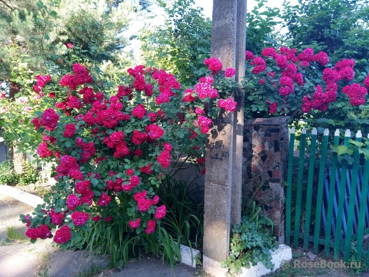 Paul's Scarlet Climber 