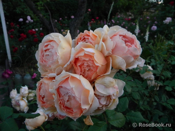 Crown Princess Margareta®