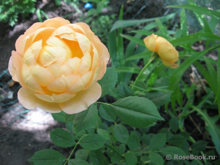 Lady of Shalott 