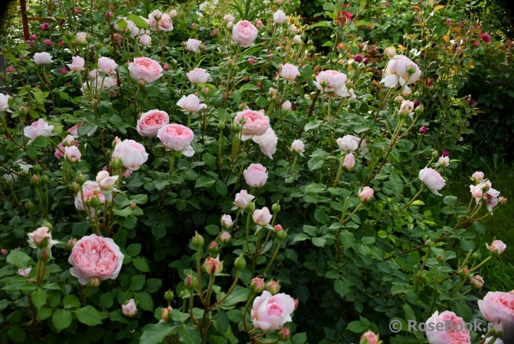 Abraham Darby