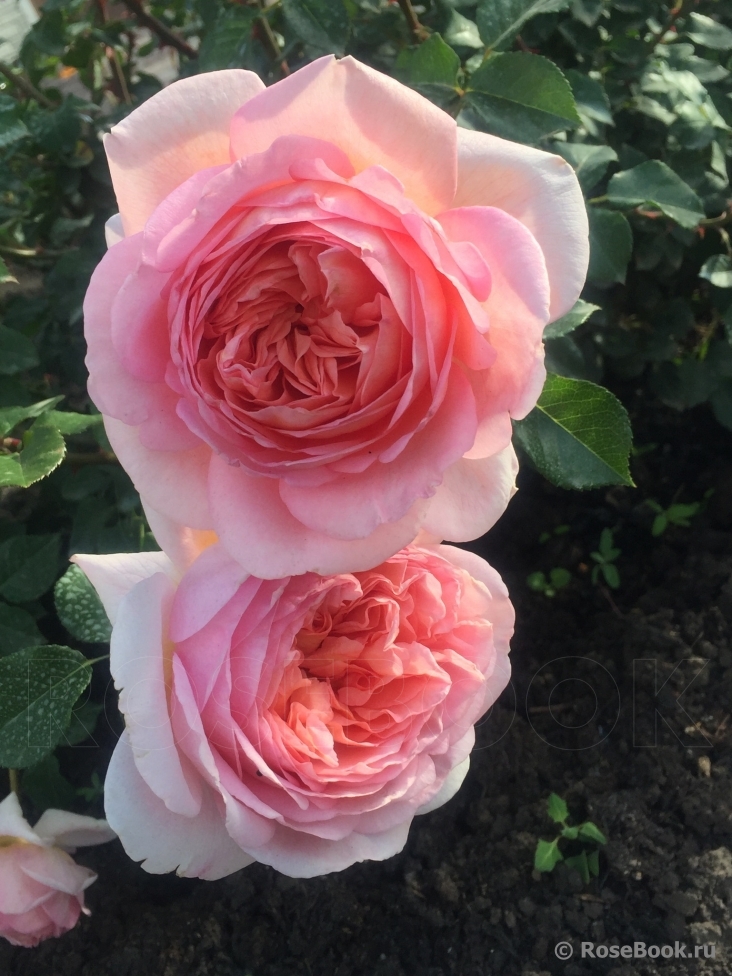 Abraham Darby