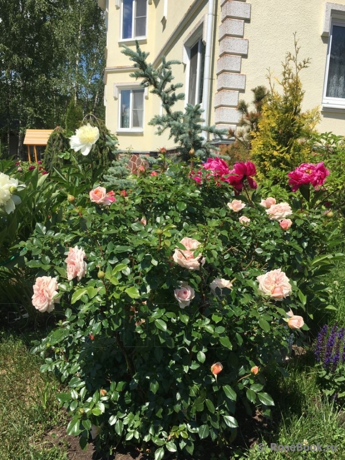 Garden of Roses 