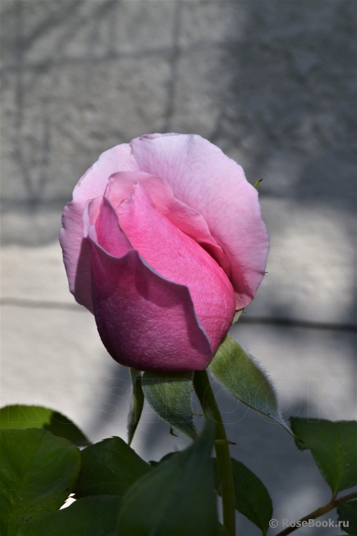 Princess Claire of Belgium