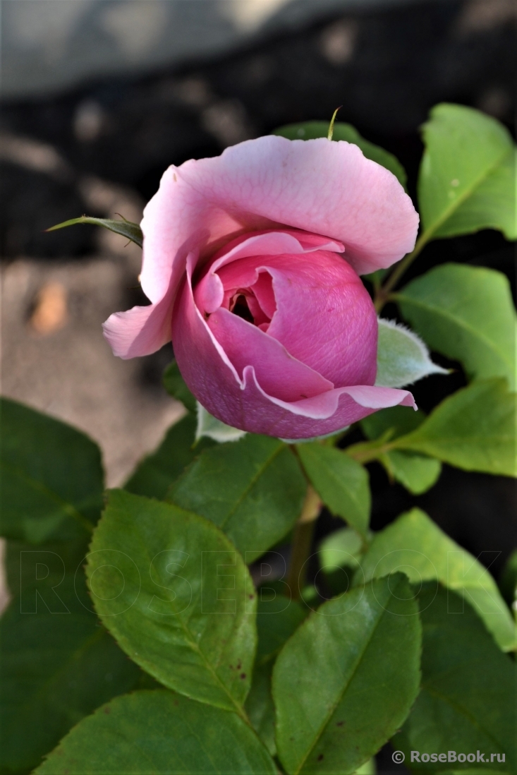 Princess Claire of Belgium