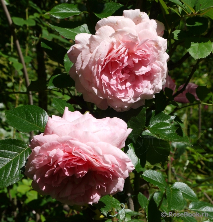 Rose de Cornouaille ®