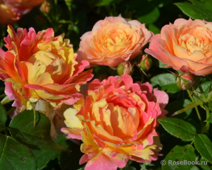 Rose des Cisterciens 