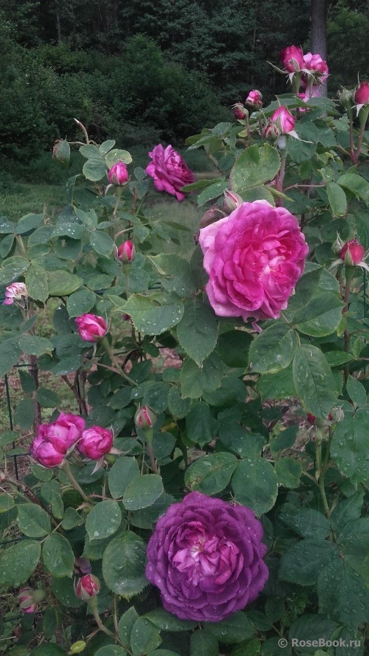 Reine des Violettes