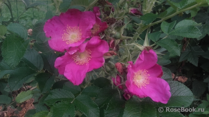 Rosa rugosa rubra