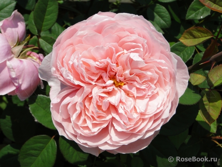 The Alnwick Rose