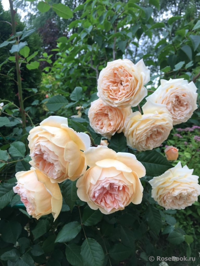 Crown Princess Margareta®