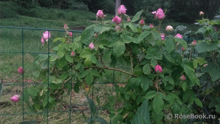 Rose des Peintres