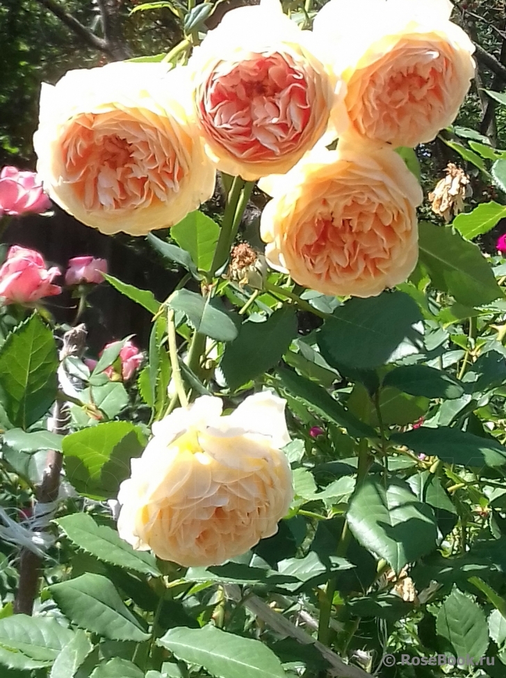 Crown Princess Margareta®