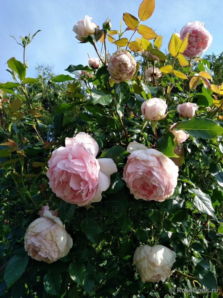 The Wedgwood Rose