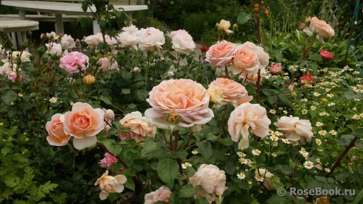 Abraham Darby