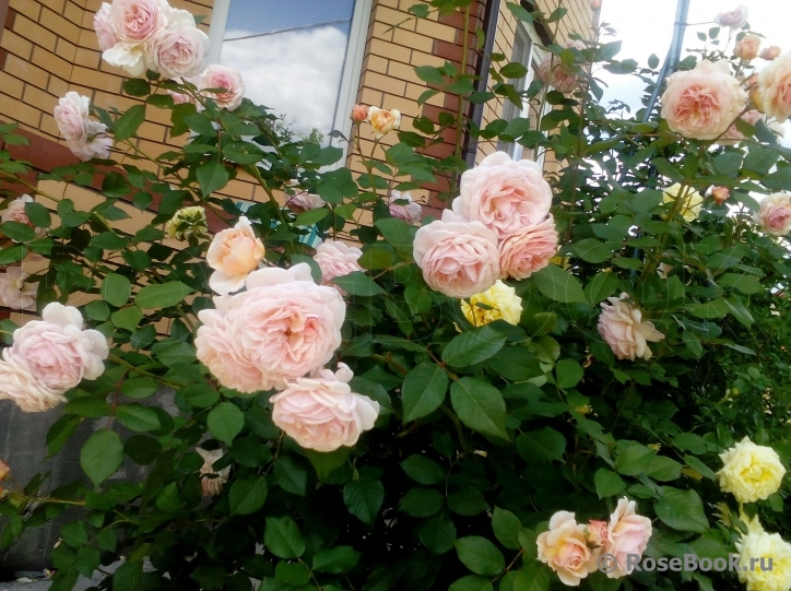 A Shropshire Lad