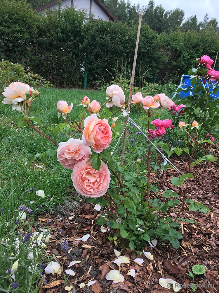 Abraham Darby