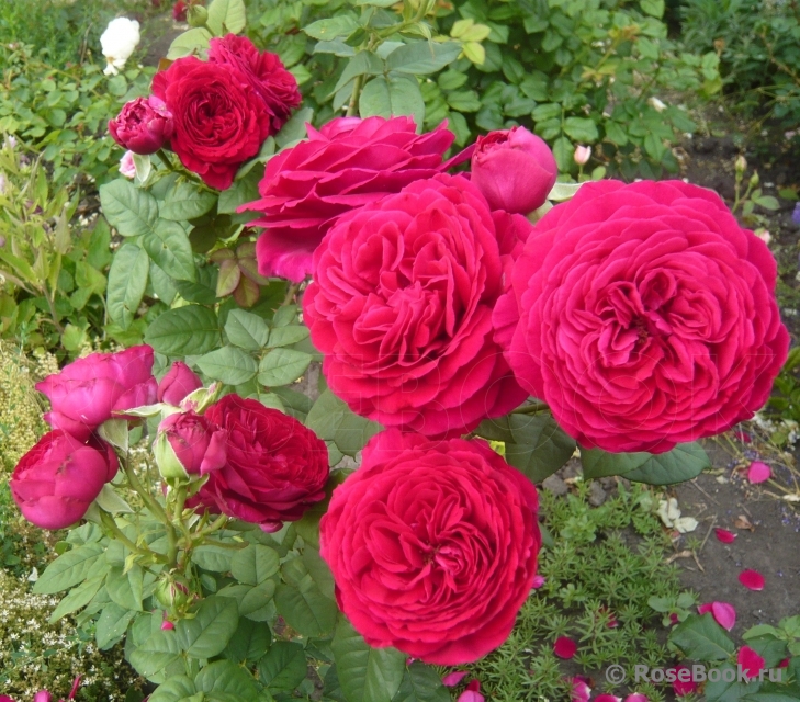 Johann Wolfgang von Goethe Rose®