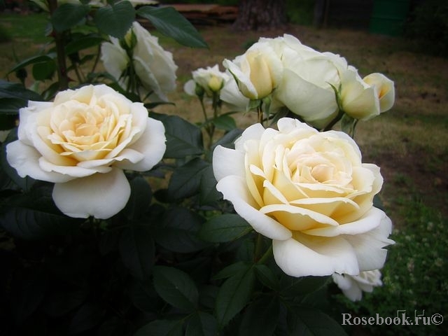 Lions Rose