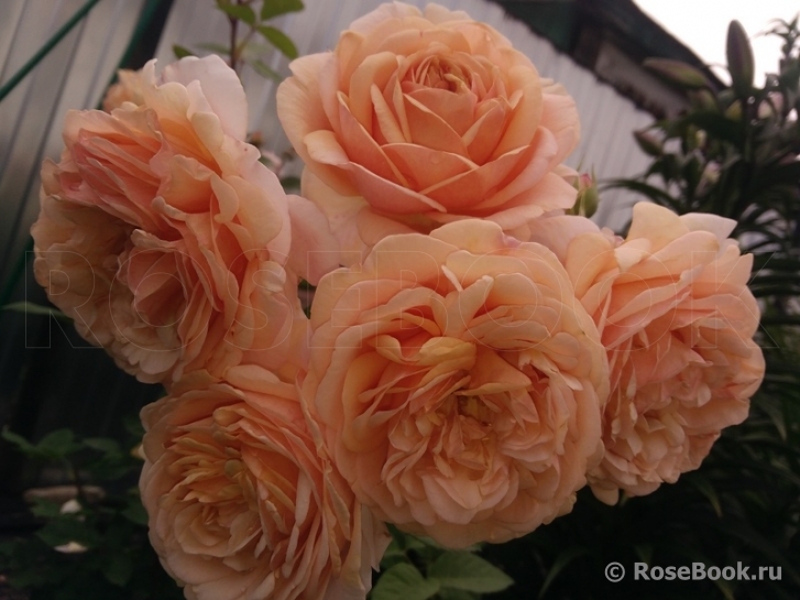 Crown Princess Margareta®