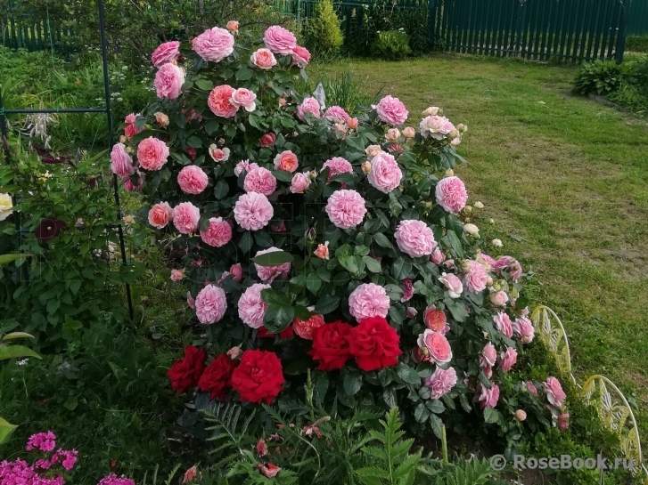 Abraham Darby